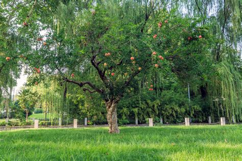 石榴树辟邪|上海植物园